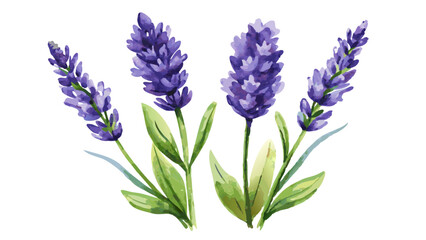 Naklejka premium Lavender Flowers Watercolor Illustration on White or Transparent Background. Perfect for: Mother’s Day, Wellness Retreats, Summer Festivals