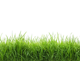 Beautiful green grass field isolated on a transparent background