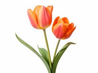 Pink tulips isolated on white background. blooming tulip isolated