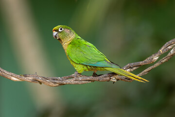 Maroon-bellied parakeet perched on a twisted branch