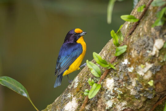 Violaceous euphonia perched on a tree and isolated against a green background