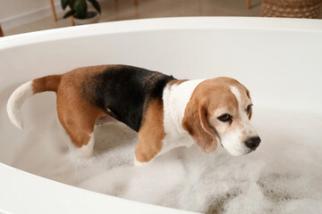 Cute Beagle dog taking bath with soap foam at home
