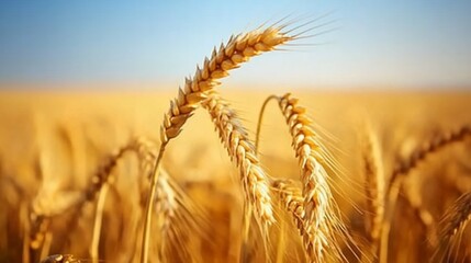 Golden wheat field, close-up of wheat heads. Sunlight highlights the golden color of the ripened grains.