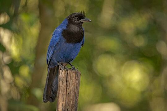 Azure jay perched on a tree stump