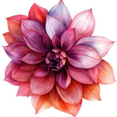 Fototapeta premium Beautiful pink and purple dahlia flower isolated on transparent background, PNG