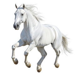 Obraz premium White horse running, transparent background