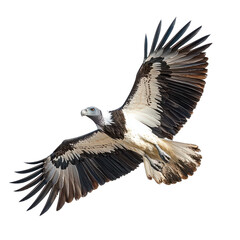 Obraz premium Bold Vulture Circling Isolated on Transparent Background, PNG