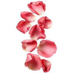 Blushing Rose Petal Cascade Isolated on Transparent Background, PNG