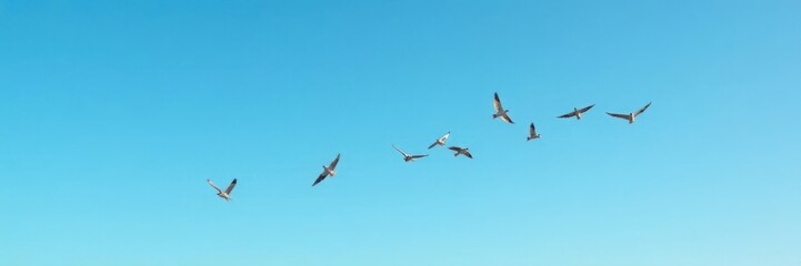 A flock of birds flying together against a clear blue sky, silhouette, birds, flock