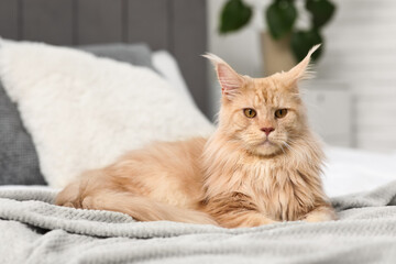 Maine Coon cat lying on bed at home, closeup