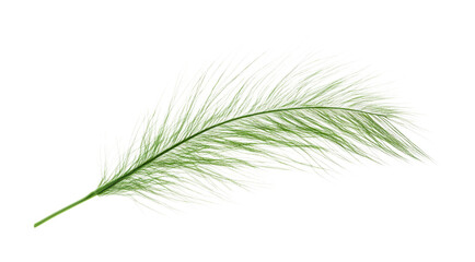 Fototapeta premium Delicate green feather-like plant captured against a white background for nature inspiration and creative design purposes, cut out