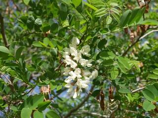 Purple Robe Locust tree flowers in summer, Colorado