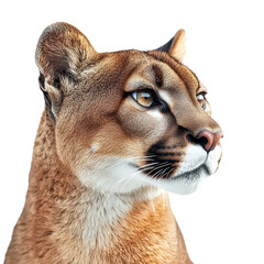 Bold Mountain Lion Portrait Isolated on Transparent Background, PNG