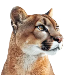 Vitrage gordijnen Bold Mountain Lion Portrait Isolated on Transparent Background, PNG © suriAN