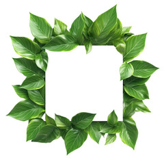 Fototapeta premium rendering of a green leaf frame with a blank signboard, isolated on a white background