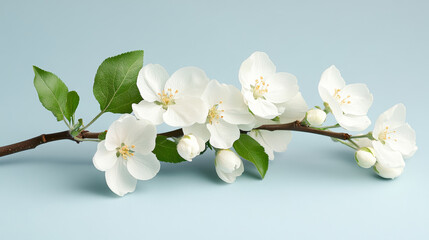 Obraz premium Close up of an apple tree branch with delicate white flowers and fresh green leaves, conveying the essence of spring and new beginnings
