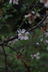 Pink and white flowers . Spring in the garden. Blooming fruit trees