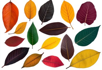 Obraz premium Autumn Leaf Collection Red, Orange, Yellow, and Green Leaves Isolated on White