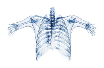 Detailed anatomy representation of human skeletal structure emphasizing spine and shoulder area for educational purposes, cut out