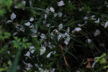Pink and white flowers . Spring in the garden. Blooming fruit trees