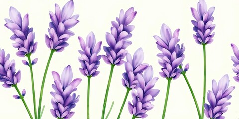 Fototapeta premium Lavender Flowers Purple Floral Border Botanical Illustration Nature Background
