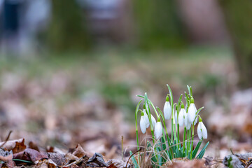 flowers snowdrops blooming early spring in a city park. first signs of the coming spring in nature.