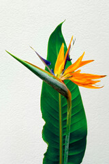Strelitzia reginae flower, Bird of paradise flower, Tropical flower on light neutral background....