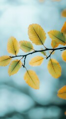 elm leaves with branch and sky background