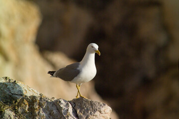 seagull on rock, yellow-legged gull (Larus michahellis) Mediterranean Herring Gull, Larus cachinnans, Punta Giglio, Porto Conte Park, Alghero (Sassari), Sardinia, ... 