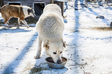 Abandoned in the Snow,Starving Stray Dog Longing for Adoption