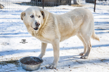 Abandoned in the Winter,Heartbreaking Story of a Stray Golden Retriever
