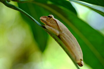 A frog is sitting on a leaf.