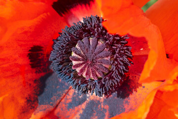 Poppy, detailed view of a red orange poppy flower blossom