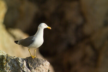 seagull on rock, yellow-legged gull (Larus michahellis) Mediterranean Herring Gull, Larus cachinnans, Punta Giglio, Porto Conte Park, Alghero (Sassari), Sardinia, ... 