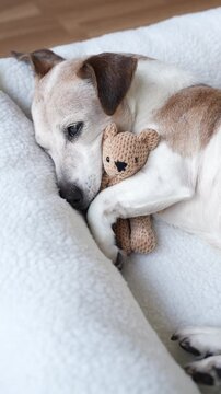 cute dog tired sleeping in pet bed face hugging best friend toy bear. Elderly dog Jack Russell terrier resting at home. Vertical video footage. resting at home sweet dreams atmosphere relaxed vibe