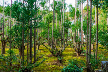 Traditioneller japanischer Garten in Herbst, Japan  