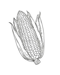 Сorn cob outline on white background. Engraving drawing. Food vintage cover. Agriculture and healthy food. Pop corn.