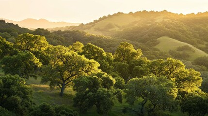 Fototapeta premium Sunlit oak trees in rolling hills landscape at sunset