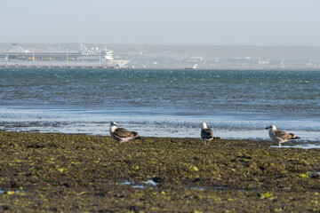Obraz premium Gaviotas entre las algas en Puerto Mrdryn