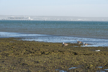 Gaviotas entre las algas en Puerto Mrdryn
