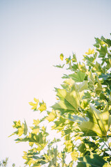 Fresh green maple leaves against a bright sky, illuminated by sunlight, forming a natural canopy.
