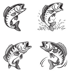 Set of bass fish vector illustrations