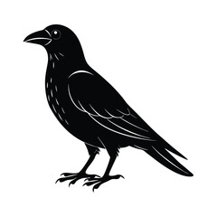 Obraz premium crow on white background