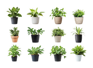Variety of indoor plants arranged in decorative pots for home decor and wellness, cut out