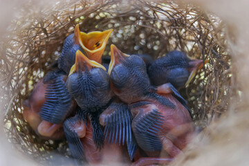 Close up baby birds hungry open beaks calling for food in nest select soft focus