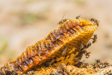Close up selective focus working bee in beehive on honey cells.
