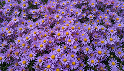 Purple aster flowers, vibrant garden blooms, autumn wildflowers, beautiful floral photography, nature wallpaper, daisy-like petals, yellow centers, botanical close-up, stunning violet blossoms, season