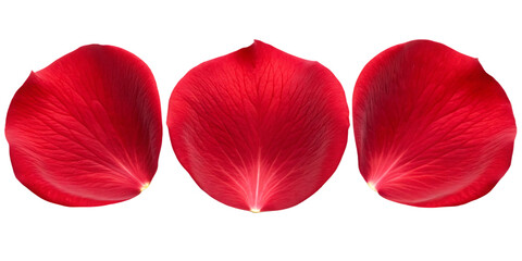 red rose petals ,Set of red rose flowers petals isolated on transparent background. full depth of field
