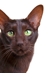Beautiful cat with green eyes isolated on a white background © Sergejs Katkovskis