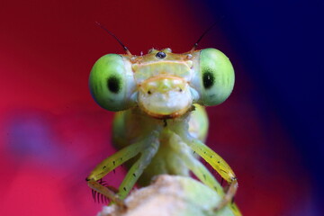 green dragonfly on a black background